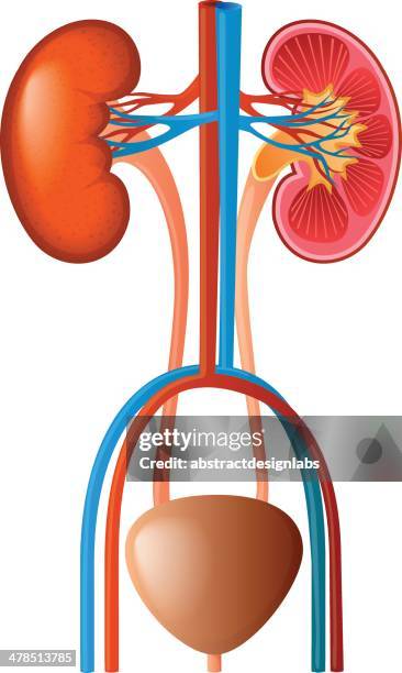 renal system - human kidney stock illustrations