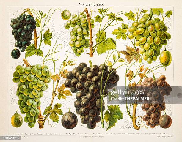 illustrations, cliparts, dessins animés et icônes de raisin antique chromolithograph 1897 - vignes bourgogne
