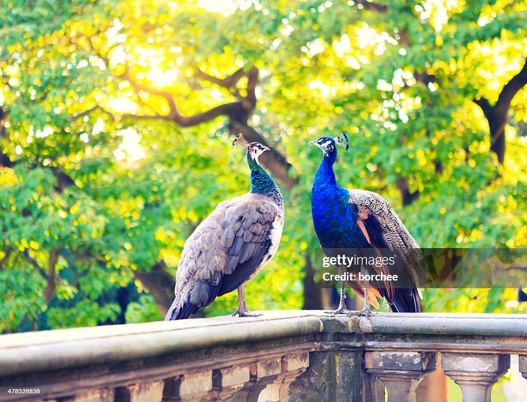Zwei wunderschöne Pfauen im Palace Garden