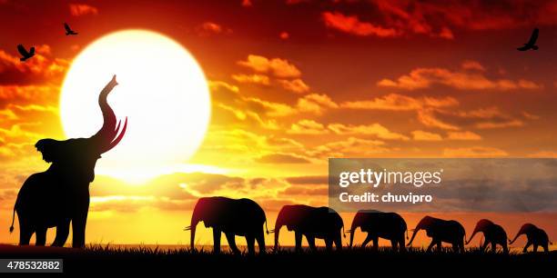 illustrations, cliparts, dessins animés et icônes de les éléphants d'afrique sauvage paysage au coucher du soleil - cubs banner