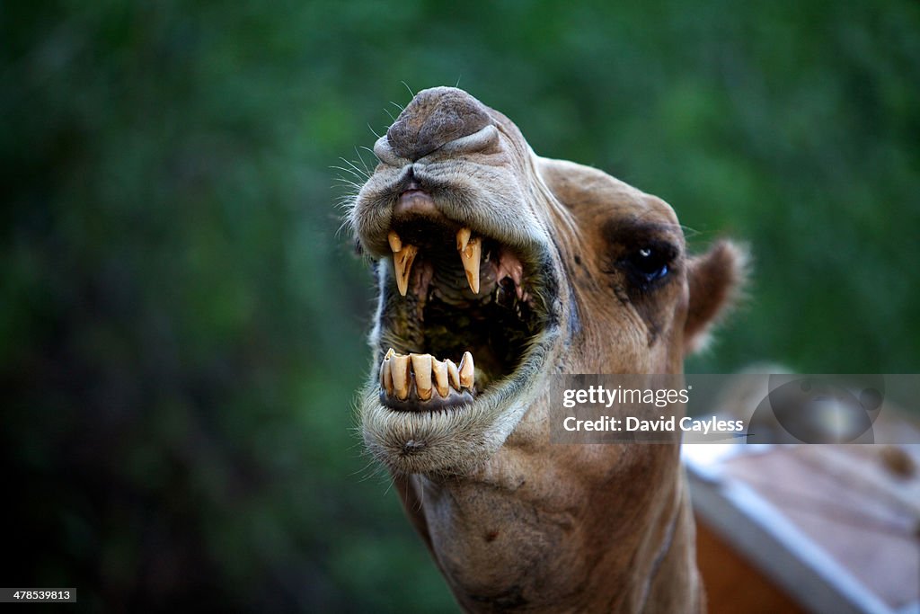 Camel with open mouth