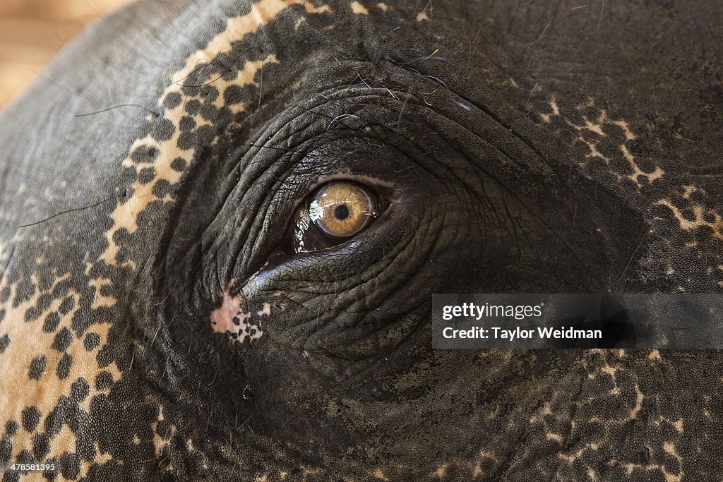 The eye of an elderly elephant. Each year on March 13, the Thai... News  Photo - Getty Images
