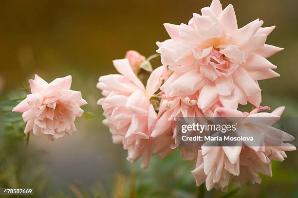 White Polyantha Roses 65 Polyantha Rose Stock Photos, High-Res Pictures, and Images - Getty ...