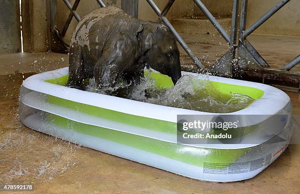 Deniz, the baby elephant living at Izmir Wild Life Park, takes a bath in an inflatable pool brought for it in Izmir, Turkey on June 26, 2015.