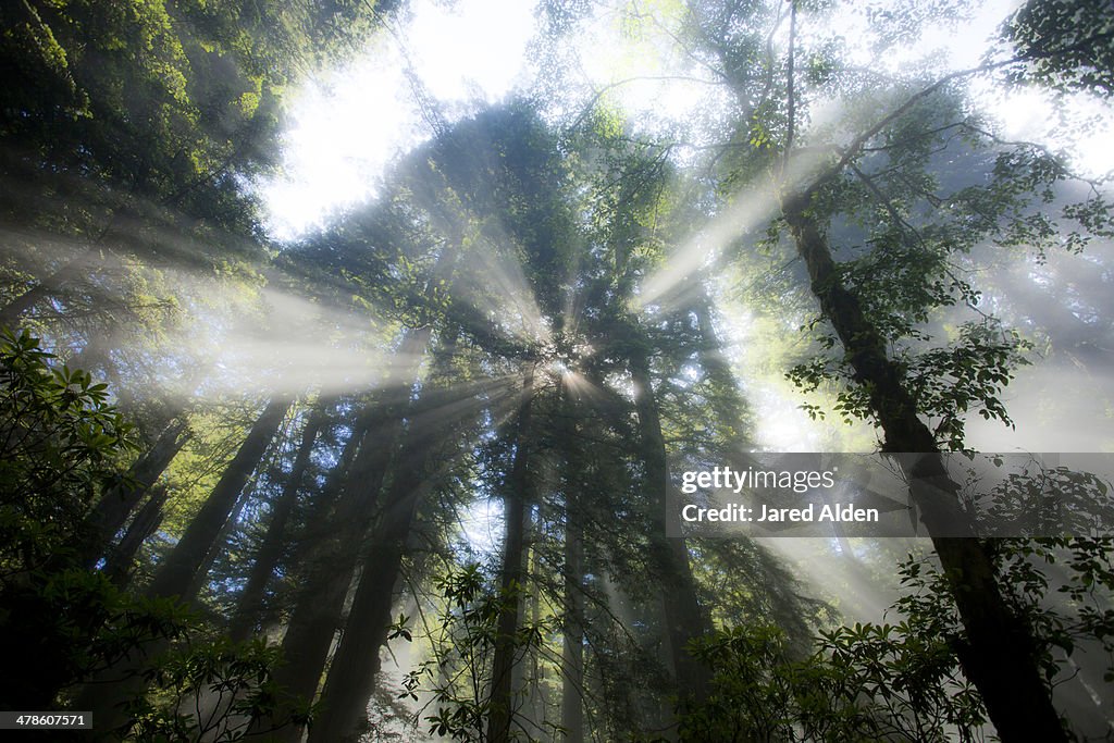 Sunlight Bursting Through Treetops