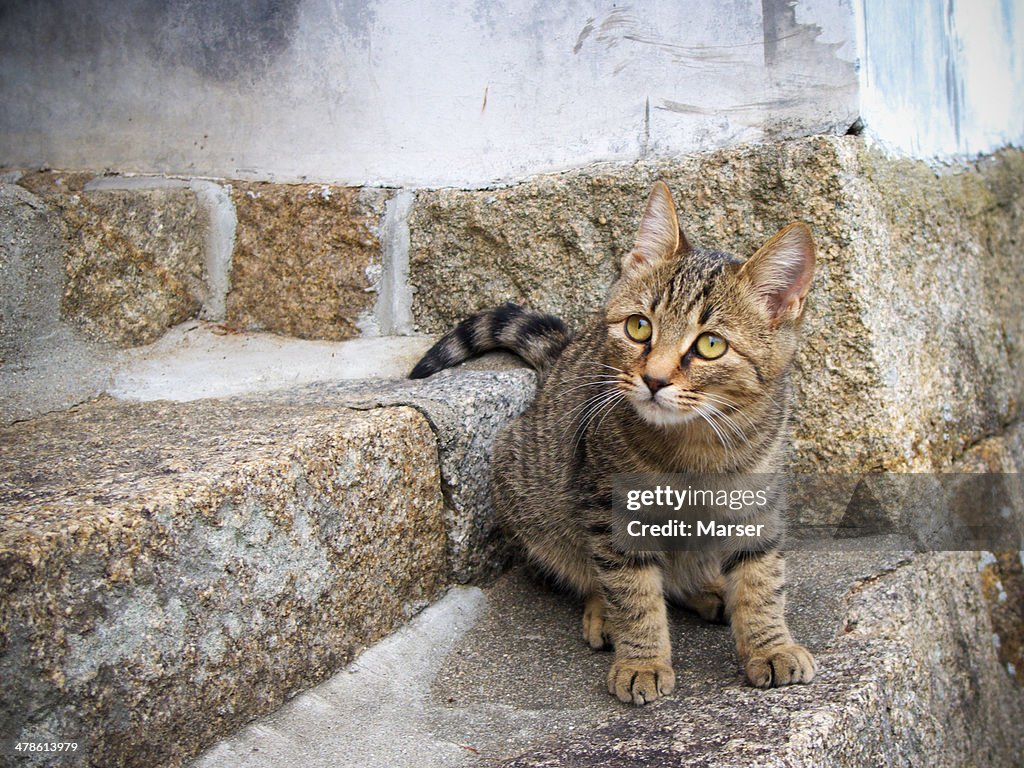 Stray cat in Onomichi, Hiroshima