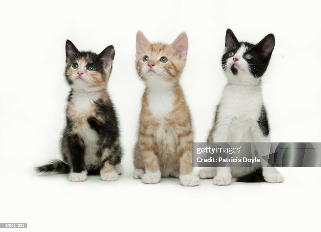 Spellbound kittens