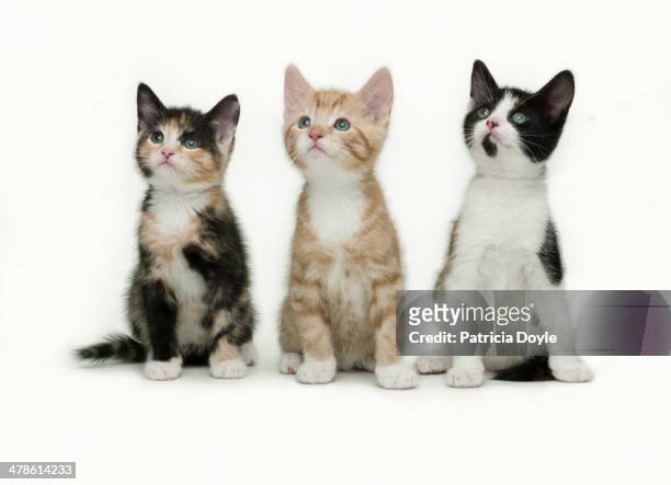 spellbound kittens - kitten stock pictures, royalty-free photos & images