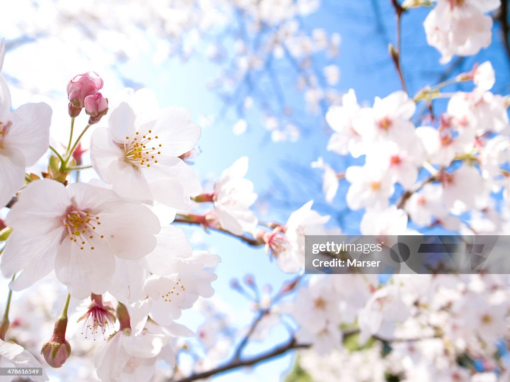 Cherry blossoms in full bloom