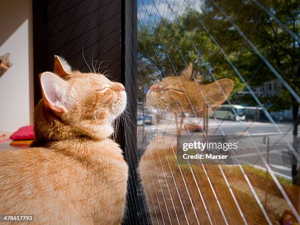 a cat taking in the sun