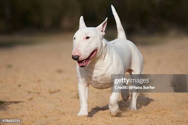 a white bull terrier! - bull terrier stock-fotos und bilder