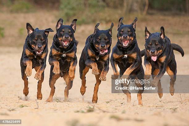 5 running rottweilers on a row! - rottweiler stock pictures, royalty-free photos & images