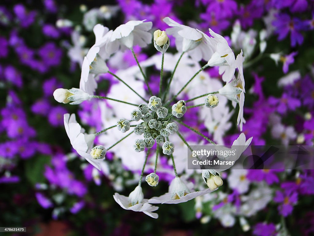 White flower against purples