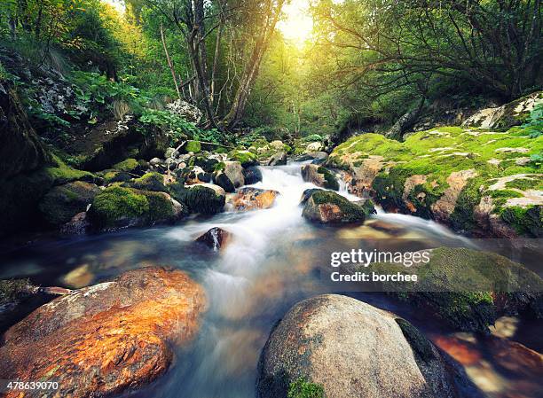 mountain stream - stream flowing water 個照片及圖片檔