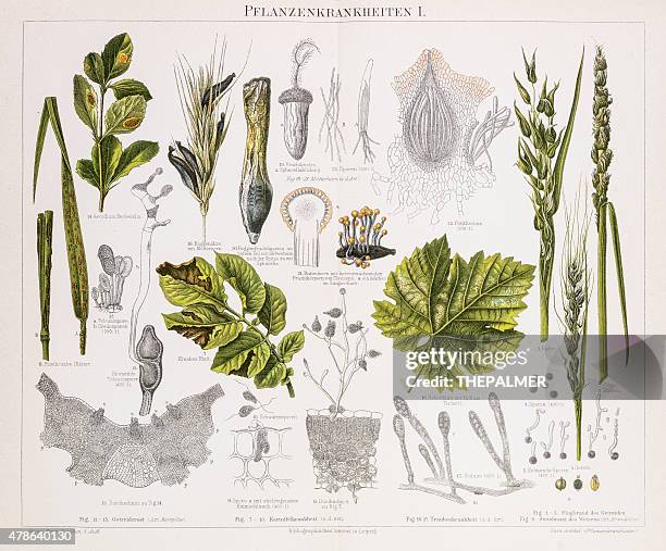 plant diseases chromolithograph 1896 - medical dictionary stock illustrations