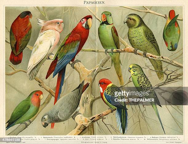 bildbanksillustrationer, clip art samt tecknat material och ikoner med parrots chromolithograph 1896 - papegoja