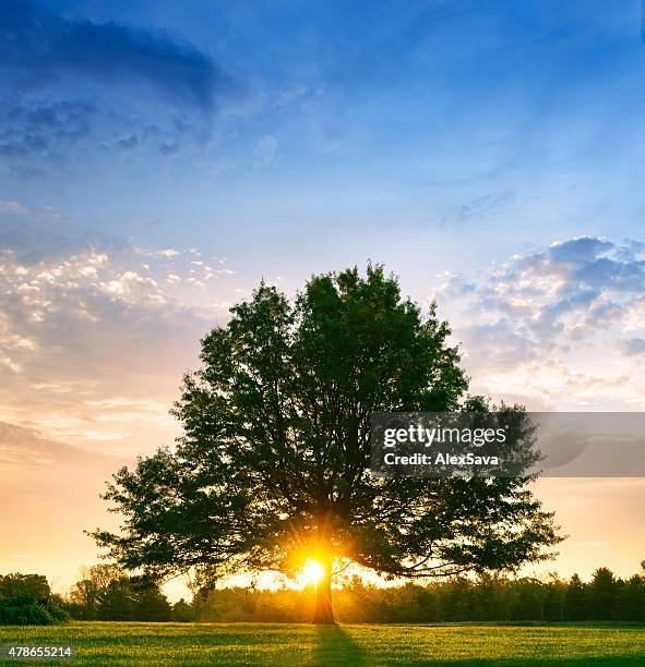bright sunrise behind lone tree - remarkable definition stock pictures, royalty-free photos & images