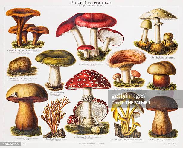 ilustrações, clipart, desenhos animados e ícones de cogumelo venenoso chromolithograph 1896 - poisonous