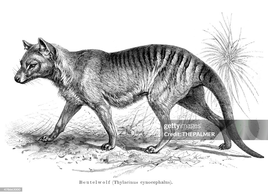 Tasmanian tiger engraving 1895