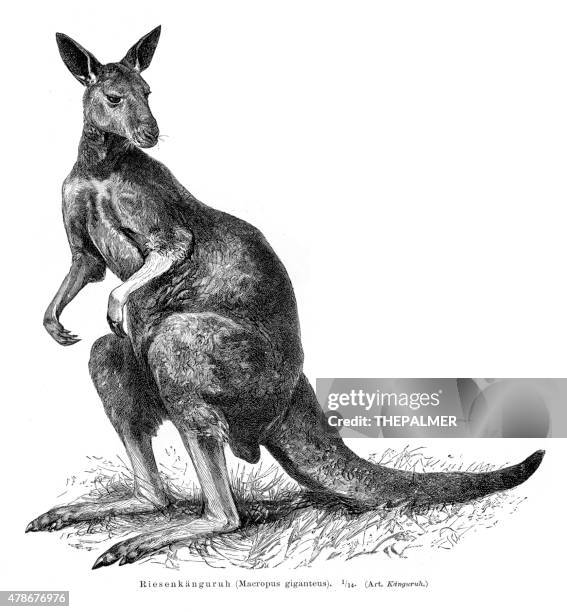 grey kangaroo engraving 1895 - etching stock illustrations