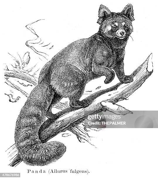 67点のレッサーパンダイラスト素材 Getty Images 67点のレッサーパンダイラスト素材 Getty Images
