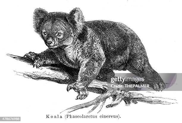 stockillustraties, clipart, cartoons en iconen met koala engraving 1895 - koala