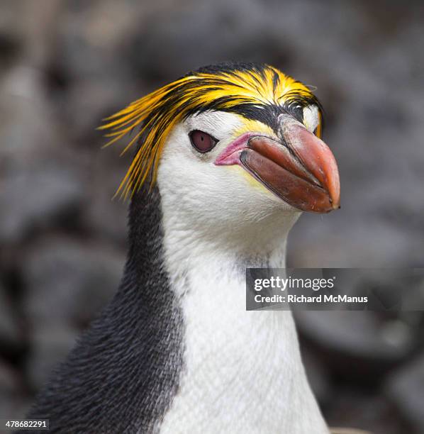 royal penguin portrait - macquarie stock pictures, royalty-free photos & images