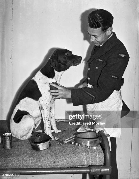 Leading Aircraftman and ex prisoner of war, Frank Williams grooming Judy the English Pointer at a camp in Ascot, Surrey, in preparation for a trip to...