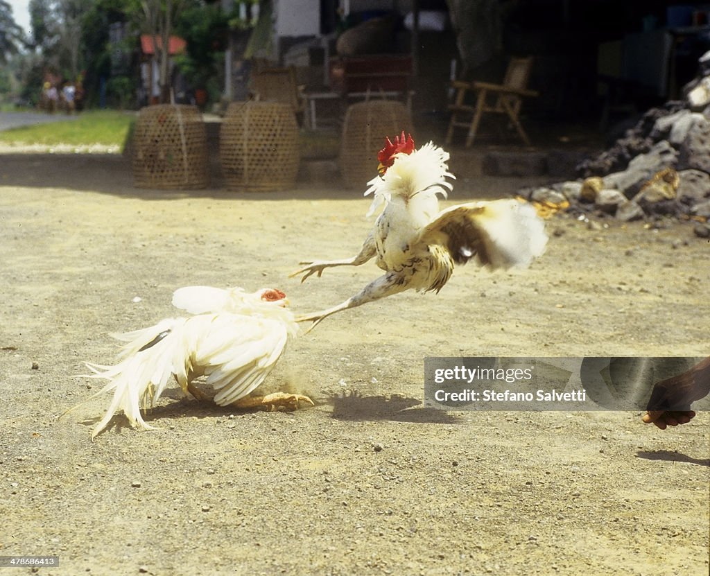 Fighting-cocks in Bali