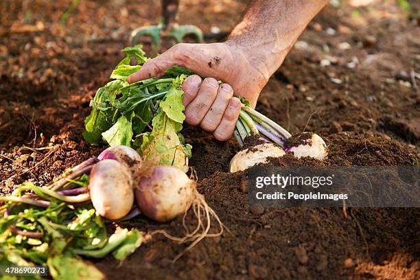 fresh from the earth - turnip stock pictures, royalty-free photos & images