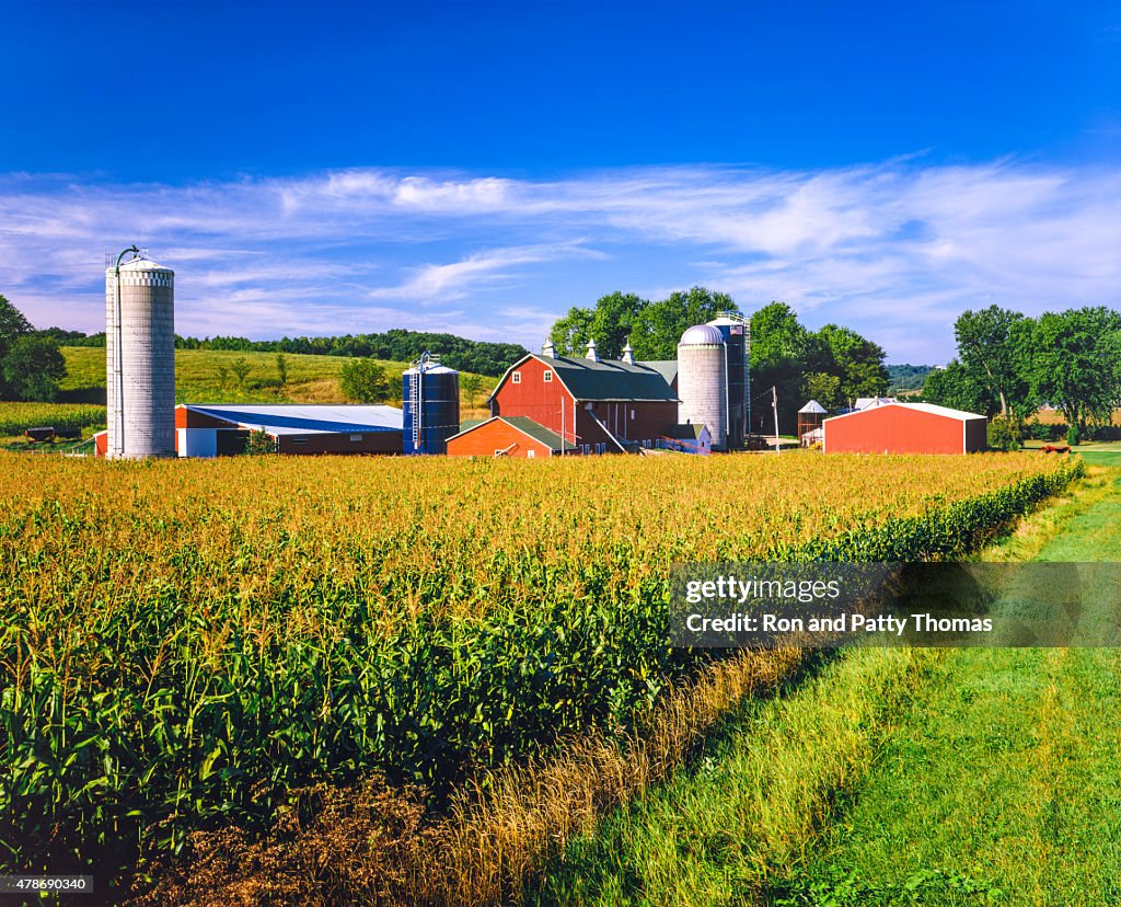 Corn crop and Iowa farm at harvest time