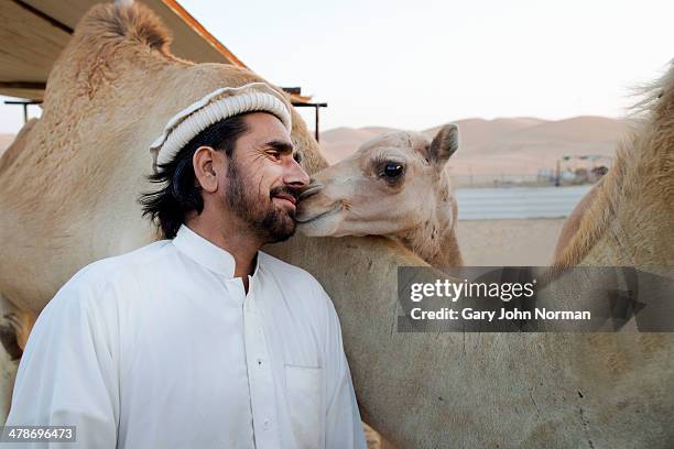 camel herder with young camels - abu dhabi emirate stock pictures, royalty-free photos & images