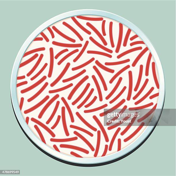 pathogenic bacteria culture - staphylococcus aureus stock illustrations