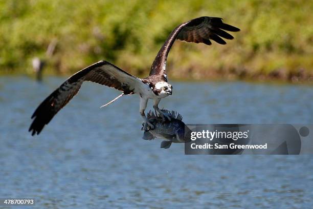 An osprey catches a fish on the Copperhead course during the second round of the Valspar Championship at Innisbrook Resort and Golf Club on March 14,...