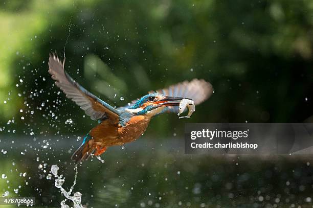 flug mit kingfisher in fisch (alcsdo atthis - kingfisher stock-fotos und bilder