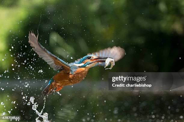 kingfisher in flight with fish (alcsdo atthis) - fish of prey stock pictures, royalty-free photos & images