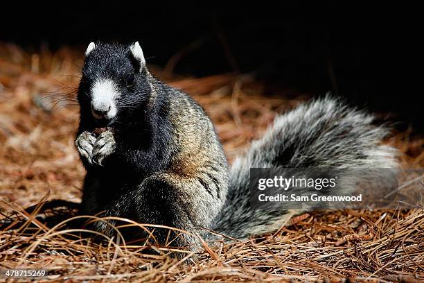 Fox squirrel as seen on the Copperhead Course during the second round of the Valspar Championship at Innisbrook Resort and Golf Club on March 14,...