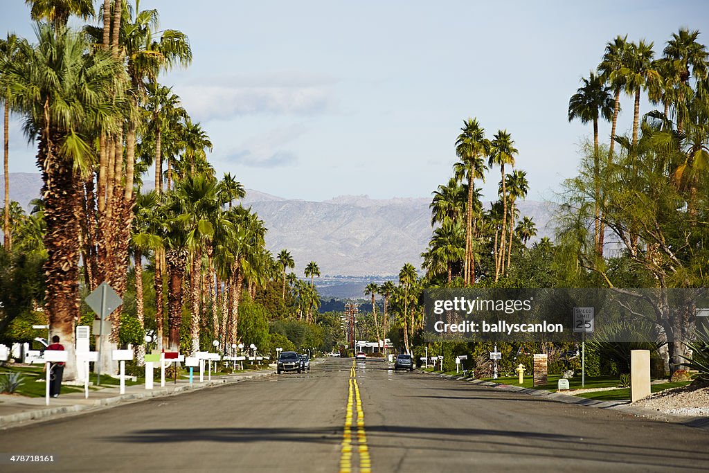 Suburban street with palm trees