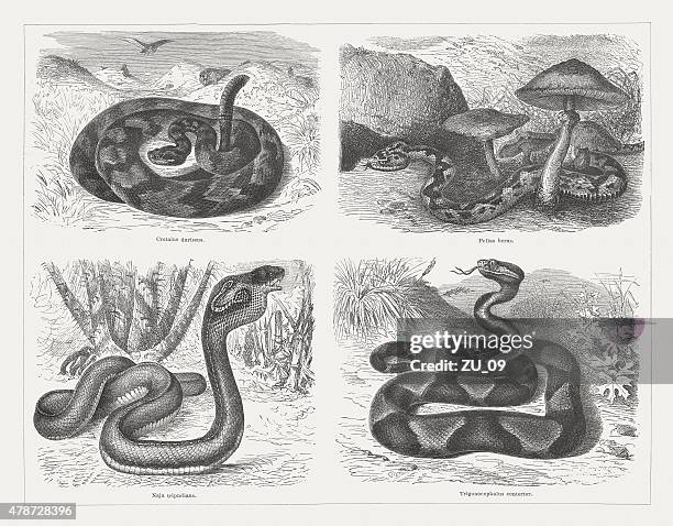 poisonous snakes, wood engraving,s published in 1878 - northern copperhead stock illustrations