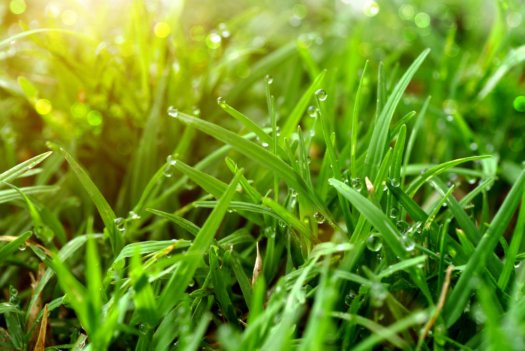 bermuda grass care