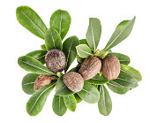 Shea nuts and leaves