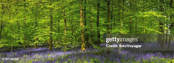 dappled summer sunlight filtering through green woodland glade bluebell forest - dappled sunlight stock pictures, royalty-free photos & images