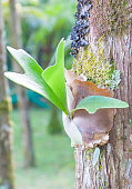 Platycerium ferns on host tree
