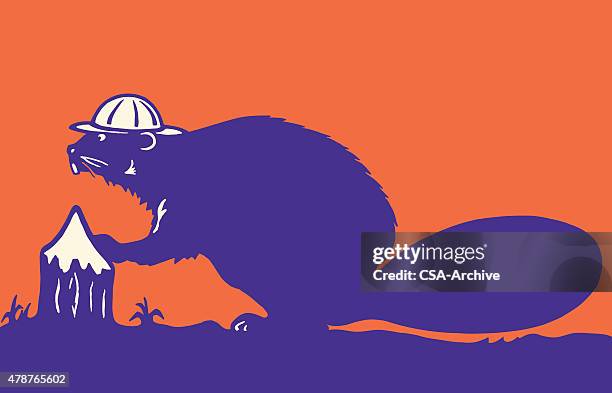 beaver - beaver chew stock illustrations