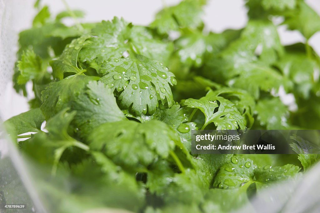 Fresh coriander leaves