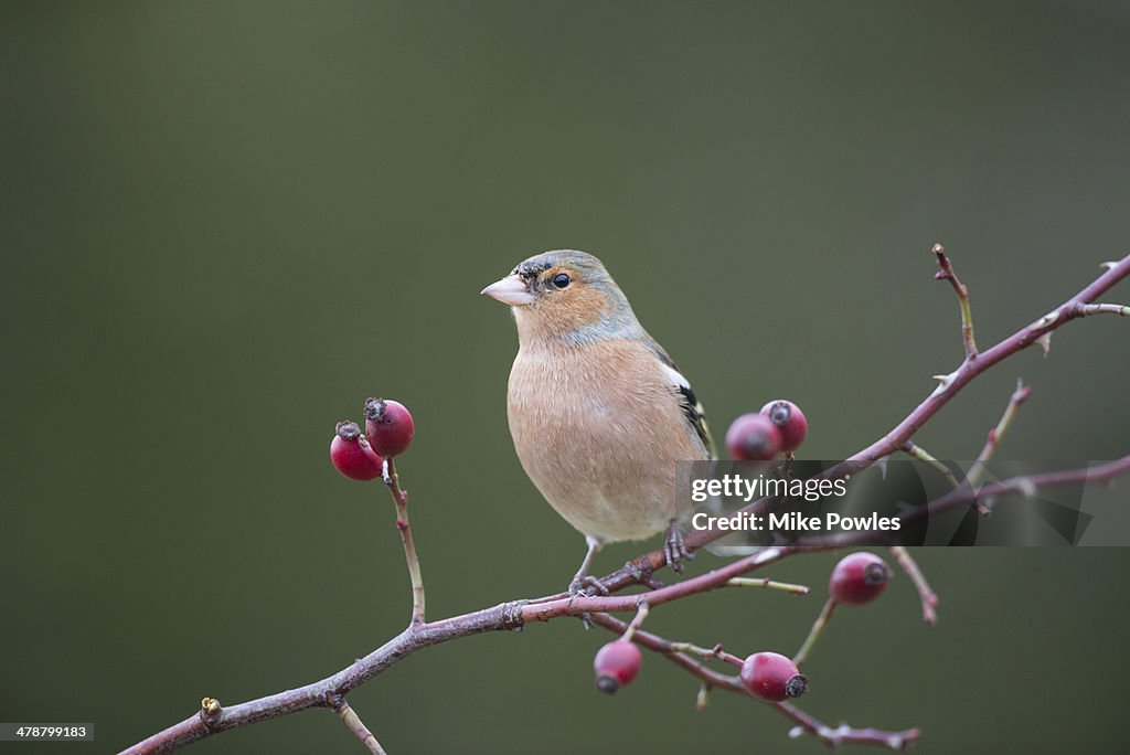 Male Chaffinch perched amongst rose hips, Norfolk