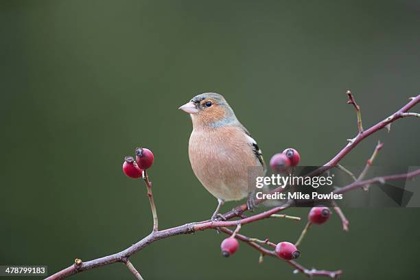 male chaffinch perched amongst rose hips, norfolk - rose hip stock pictures, royalty-free photos & images