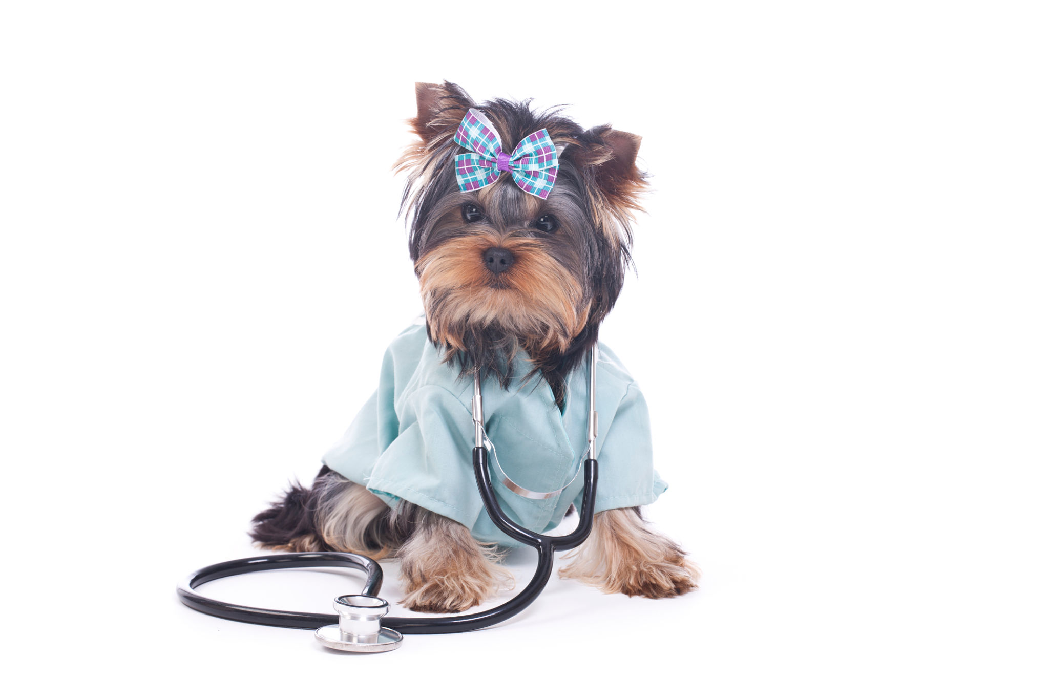 small dog health care