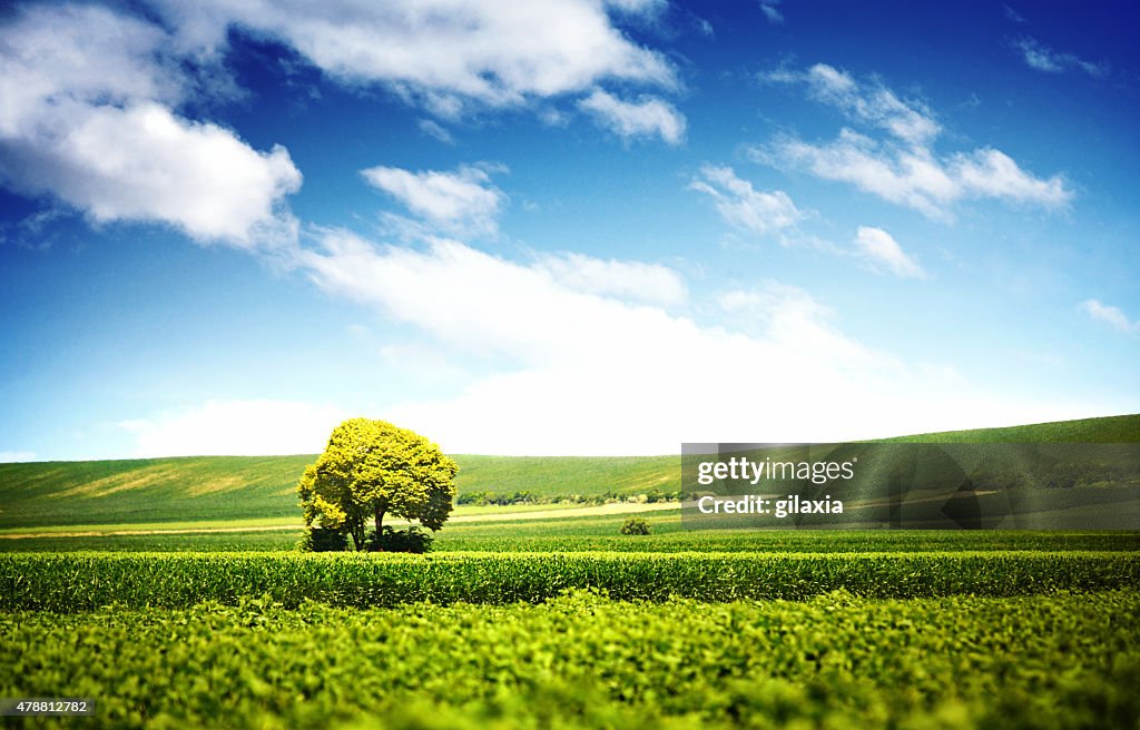 Lone tree en cultivos.