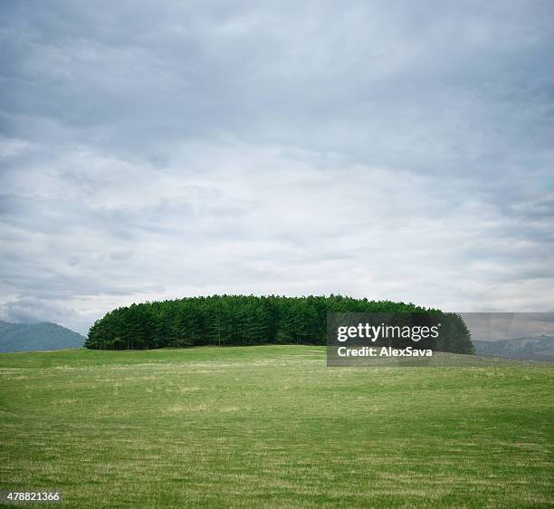 fir trees forest in the middle of a green field - alex grey stock pictures, royalty-free photos & images